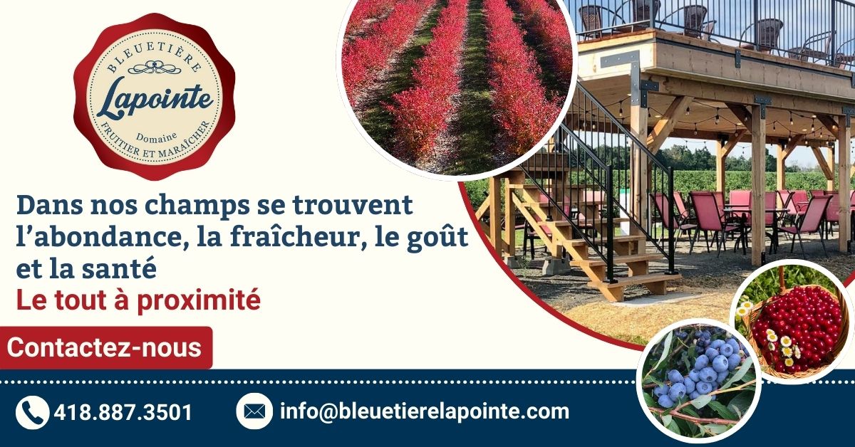 Bleuetière Lapointe 1