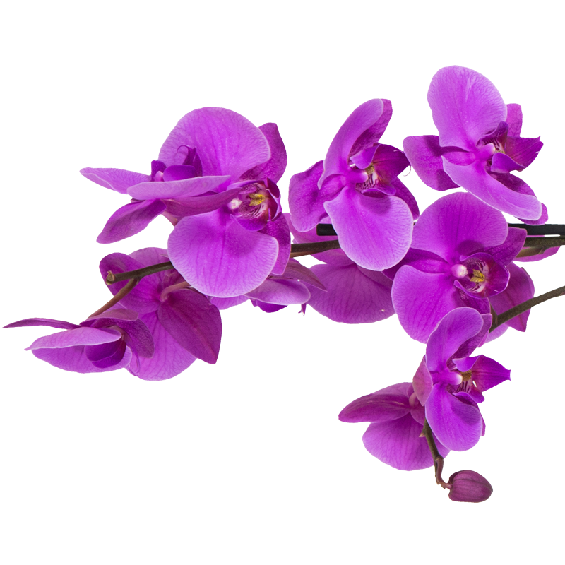 orchidee phalaenopsis mauve violet